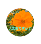 kinko 秋バージョン2（個別スタンプ：24）