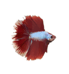 The very funny fish Chacha（個別スタンプ：2）