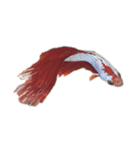 The very funny fish Chacha（個別スタンプ：3）
