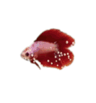 The very funny fish Chacha（個別スタンプ：4）