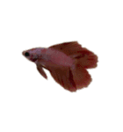 The very funny fish Chacha（個別スタンプ：5）