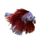 The very funny fish Chacha（個別スタンプ：6）
