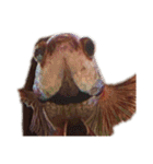 The very funny fish Chacha（個別スタンプ：8）
