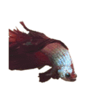 The very funny fish Chacha（個別スタンプ：16）