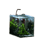 The very funny fish Chacha（個別スタンプ：18）