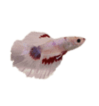 The very funny fish Chacha（個別スタンプ：23）