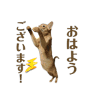 猫カフェにゃーにゃーにゃー（個別スタンプ：1）