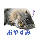 猫カフェにゃーにゃーにゃー（個別スタンプ：2）
