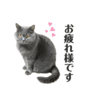 猫カフェにゃーにゃーにゃー（個別スタンプ：3）
