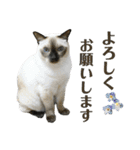 猫カフェにゃーにゃーにゃー（個別スタンプ：4）