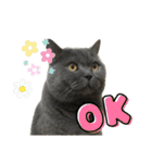 猫カフェにゃーにゃーにゃー（個別スタンプ：6）