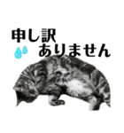 猫カフェにゃーにゃーにゃー（個別スタンプ：7）