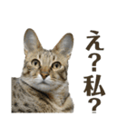 猫カフェにゃーにゃーにゃー（個別スタンプ：8）