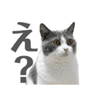 猫カフェにゃーにゃーにゃー（個別スタンプ：9）