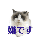 猫カフェにゃーにゃーにゃー（個別スタンプ：11）
