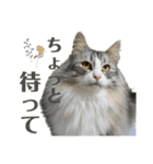 猫カフェにゃーにゃーにゃー（個別スタンプ：13）
