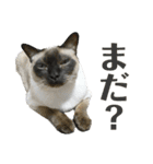猫カフェにゃーにゃーにゃー（個別スタンプ：14）
