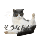 猫カフェにゃーにゃーにゃー（個別スタンプ：15）