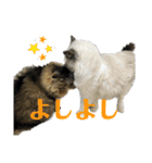 猫カフェにゃーにゃーにゃー（個別スタンプ：17）