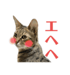 猫カフェにゃーにゃーにゃー（個別スタンプ：18）
