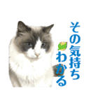 猫カフェにゃーにゃーにゃー（個別スタンプ：20）
