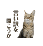 猫カフェにゃーにゃーにゃー（個別スタンプ：21）