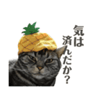猫カフェにゃーにゃーにゃー（個別スタンプ：22）