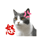 猫カフェにゃーにゃーにゃー（個別スタンプ：23）