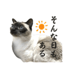 猫カフェにゃーにゃーにゃー（個別スタンプ：24）