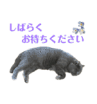 猫カフェにゃーにゃーにゃー（個別スタンプ：25）