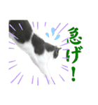 猫カフェにゃーにゃーにゃー（個別スタンプ：27）