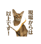 猫カフェにゃーにゃーにゃー（個別スタンプ：28）