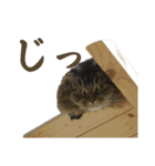 猫カフェにゃーにゃーにゃー（個別スタンプ：30）