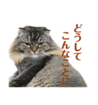 猫カフェにゃーにゃーにゃー（個別スタンプ：32）