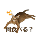 猫カフェにゃーにゃーにゃー（個別スタンプ：33）