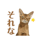 猫カフェにゃーにゃーにゃー（個別スタンプ：35）