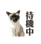 猫カフェにゃーにゃーにゃー（個別スタンプ：36）