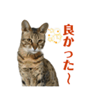 猫カフェにゃーにゃーにゃー（個別スタンプ：40）