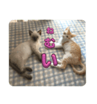 Riki＆Ao（個別スタンプ：2）