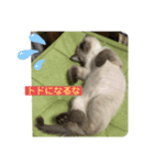 Riki＆Ao（個別スタンプ：4）