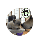 Riki＆Ao（個別スタンプ：7）