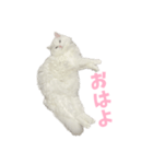 ねこのしらたますたんぷ（個別スタンプ：3）