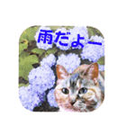 猫ねこタマちゃん（個別スタンプ：14）