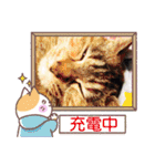 猫ねこタマちゃん（個別スタンプ：24）