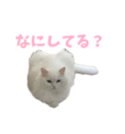 ねこのしらたますたんぷに（個別スタンプ：4）