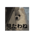 こてちゃんのスタンプ2（個別スタンプ：1）