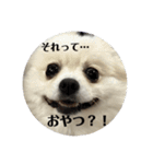 こてちゃんのスタンプ2（個別スタンプ：3）