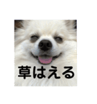 こてちゃんのスタンプ2（個別スタンプ：4）
