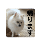 こてちゃんのスタンプ2（個別スタンプ：5）