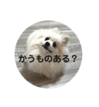 こてちゃんのスタンプ2（個別スタンプ：6）